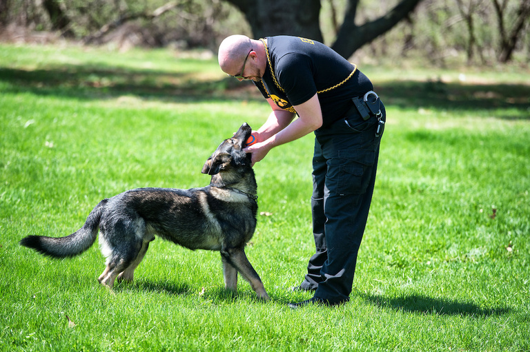 K9 Jago and Officer Bernhard participate in a training exercise.