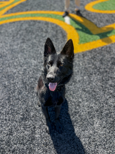K9 Bella poses for a photo at Kinnick Stadium