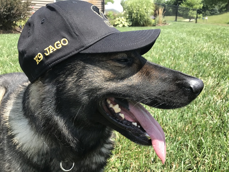 K9 Jago poses wearing Officer Bernhard's baseball hat.